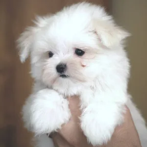 Cockapoo Puppies For Sale in Chennai