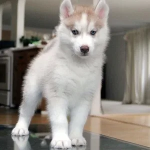 Cockapoo Puppies For Sale in Gurgaon