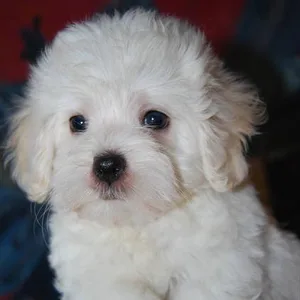 Cockapoo Puppies For Sale in Hyderabad