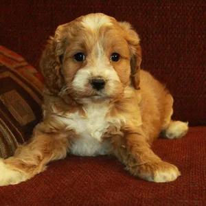 Cockapoo Puppies for sale