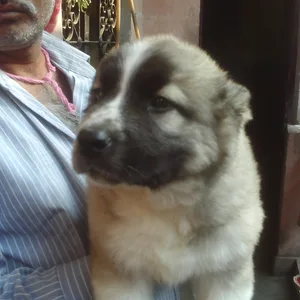 Corgi Puppies For Sale in Chennai