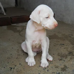 Corgi Puppies For Sale in Hyderabad