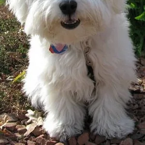 Cotton terrier puppy for sale in india