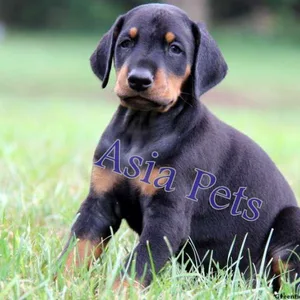 Doberman Pinscher Puppy for sale