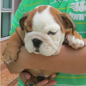 English Bulldog puppy for sale