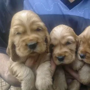 English Cocker Spaniel Puppy for sale