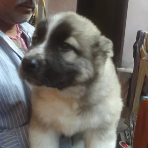 English Mastiff Puppies For Sale in Bangalore