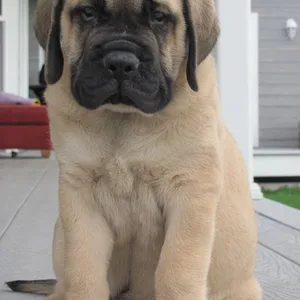 English Mastiff Puppies For Sale in Chennai