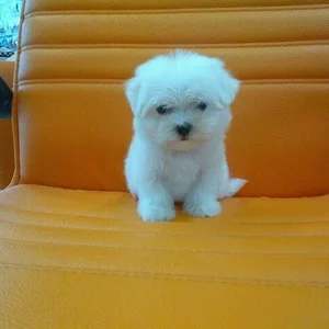 English Mastiff Puppies For Sale in Hyderabad