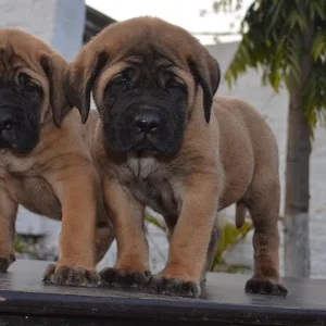 english mastiff