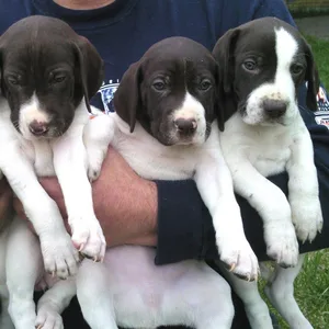 English Pointer Puppies for sale