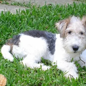 Fox Terrier Puppies for sale