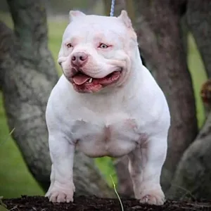 French bulldog Puppies For Sale in Hyderabad