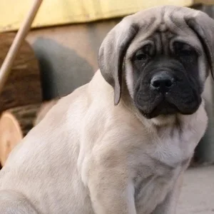 French Mastiff Puppies For Sale in Bangalore