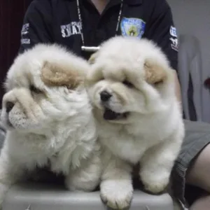 Gaddi Puppies For Sale in Bangalore