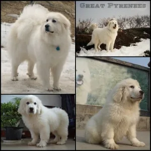 Gaddi Puppies For Sale in Chennai