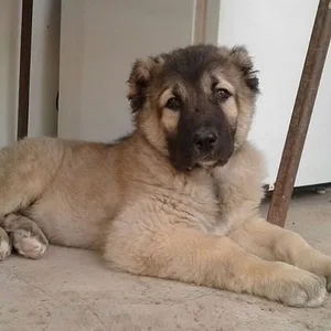 Gaddi Puppies For Sale in Gurgaon