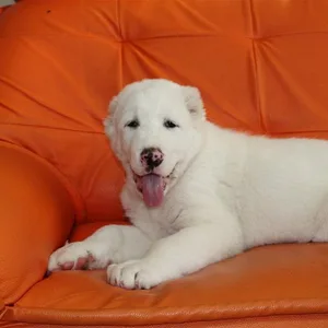 Gaddi Puppies For Sale in Hyderabad