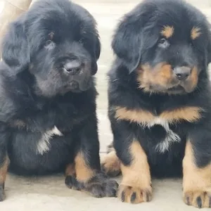 Gaddi Puppies For Sale in Mumbai