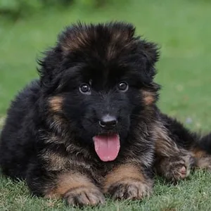 German shepherd puppy for sale in West Delhi