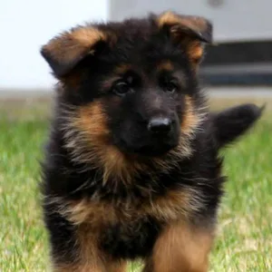 German shepherd