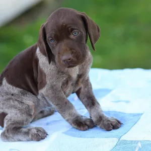 German Shorthaired Griffon Pointer puppies for sale