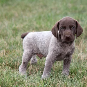 German shorthaired pointer for sale