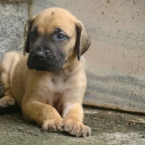 great dane