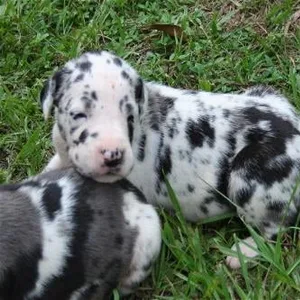 Harlequin great dane Puppies For Sale in Chennai