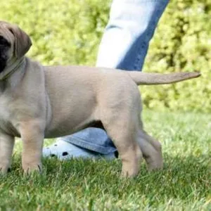 Harlequin great dane Puppies For Sale in Hyderabad
