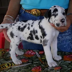 Harlequin great dane Puppies For Sale in Mumbai