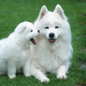 Havanese Puppies For Sale in Bangalore