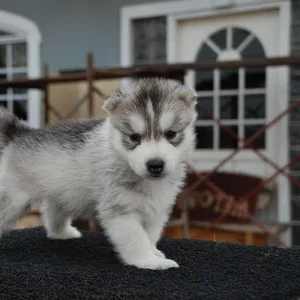 Havanese Puppies For Sale in Chennai