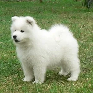 Havanese Puppies For Sale in Noida