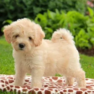 Havanese puppies for sale
