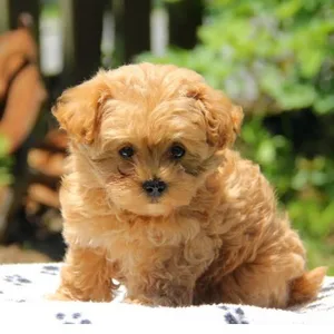 Havapoo Puppies for sale