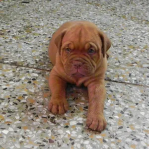 Jack Russell terrier Puppies For Sale in Hyderabad