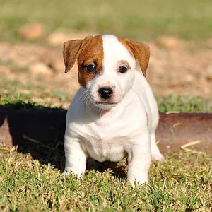 Jack Russell Terrier