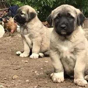Kurdish Kangal Puppies For Sale