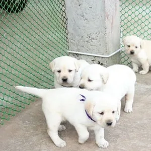 Labrador puppy for sale in West Delhi
