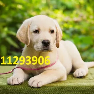 Labrador Puppy For Sale