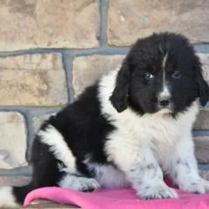 Landseer Newfoundland Puppies for sale