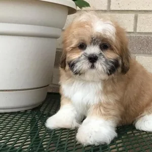 Lhasa Apso Puppies for sale