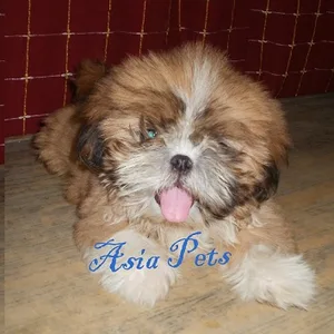 Lhasa apso puppy for sale in Gurgaon