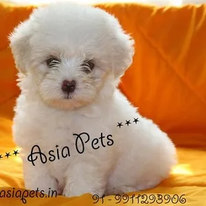 Maltese puppy for sale in Mumbai