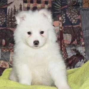 Maltipoo Puppies For Sale in Gurgaon