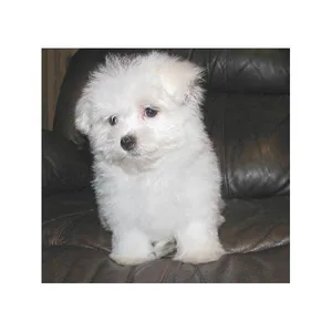 Maltipoo