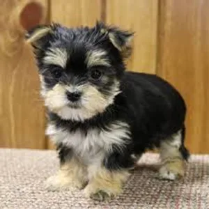 Morkie Puppies for sale in India