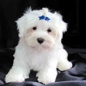 Neapolitan mastiff Puppies For Sale in Gurgaon