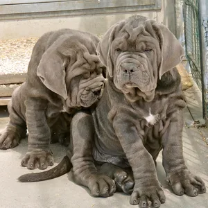 Neapolitan mastiff